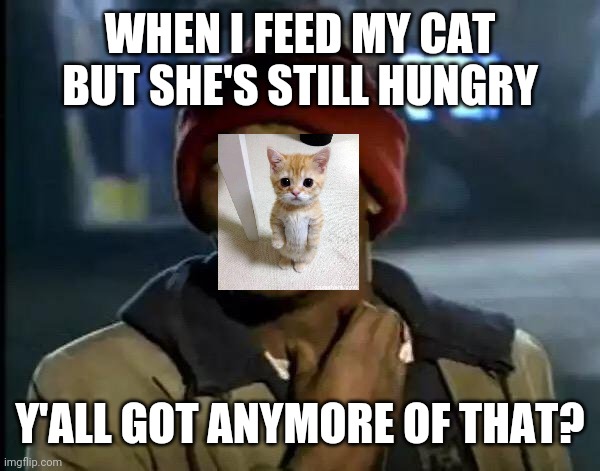 Catties but I don't own one | WHEN I FEED MY CAT BUT SHE'S STILL HUNGRY; Y'ALL GOT ANYMORE OF THAT? | image tagged in memes,y'all got any more of that,cat,cats,cat food | made w/ Imgflip meme maker