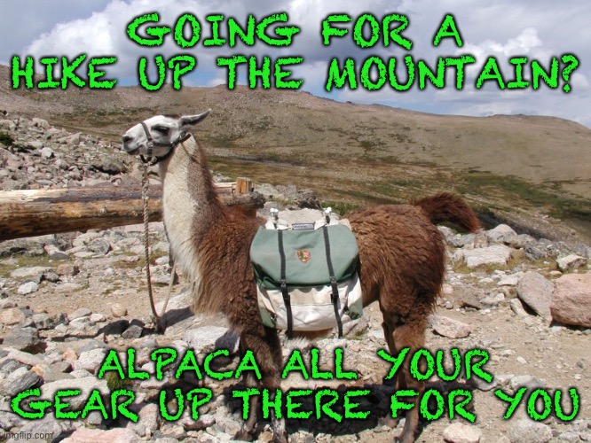 What a helpful animal | GOING FOR A HIKE UP THE MOUNTAIN? ALPACA ALL YOUR GEAR UP THERE FOR YOU | image tagged in memes,eyeroll,alpaca | made w/ Imgflip meme maker