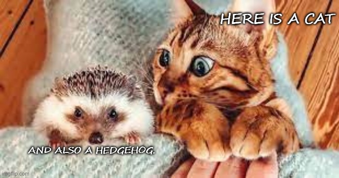 cat and hedgehogs | HERE IS A CAT; AND ALSO A HEDGEHOG. | image tagged in cats,hedgehog | made w/ Imgflip meme maker