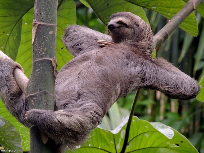 Lazy Sloth | image tagged in lazy sloth | made w/ Imgflip meme maker
