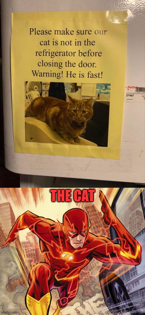 Cat Flash | THE CAT | image tagged in the flash,cat,fast cat,meow | made w/ Imgflip meme maker