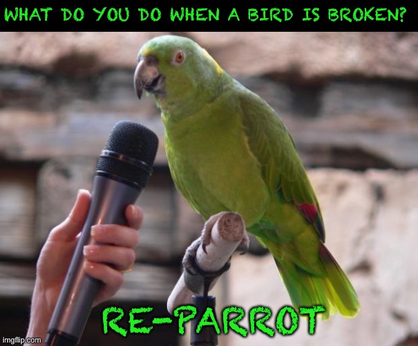 Ba dum tssss | WHAT DO YOU DO WHEN A BIRD IS BROKEN? RE-PARROT | image tagged in parrot,eyeroll,bad pun,birb,memes,funny | made w/ Imgflip meme maker