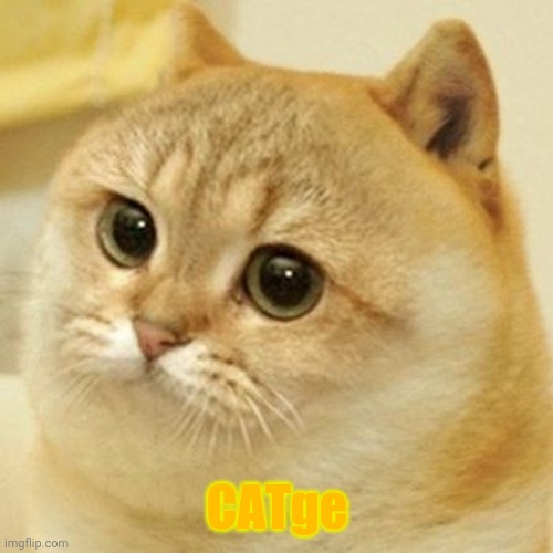CATge - the dogecoin runner frommer | CATge | image tagged in doge,scared cat | made w/ Imgflip meme maker
