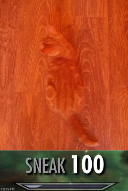 meow | image tagged in cats,meow,wood,camouflage,hiding | made w/ Imgflip meme maker