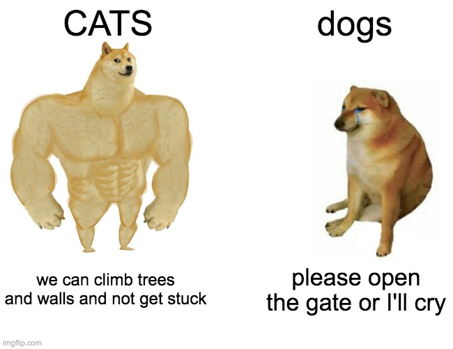 Buff Doge vs. Cheems Meme | CATS; dogs; we can climb trees and walls and not get stuck; please open the gate or I'll cry | image tagged in memes,buff doge vs cheems | made w/ Imgflip meme maker