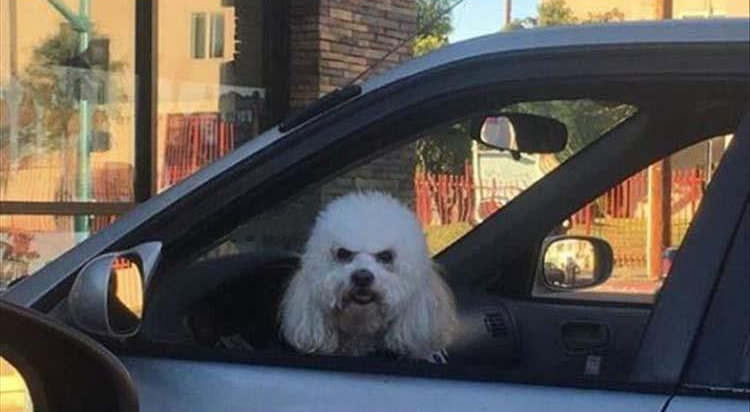 Dog in car grumpy poodle Blank Meme Template