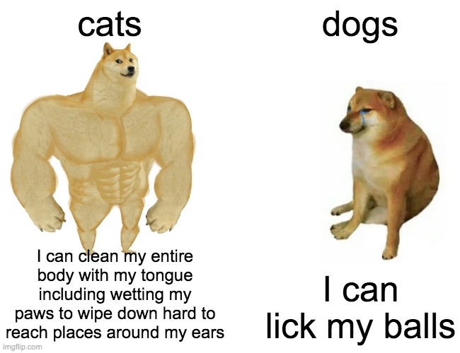 Buff Doge vs. Cheems | cats; dogs; I can clean my entire body with my tongue including wetting my paws to wipe down hard to reach places around my ears; I can lick my balls | image tagged in memes,buff doge vs cheems | made w/ Imgflip meme maker