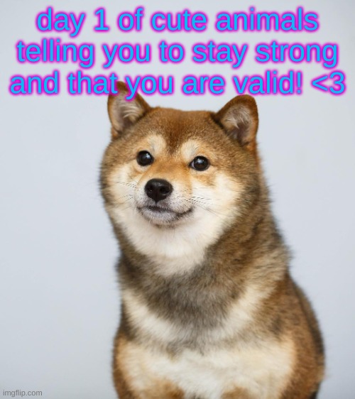 S H I B E | day 1 of cute animals telling you to stay strong and that you are valid! <3 | image tagged in shiba inu | made w/ Imgflip meme maker