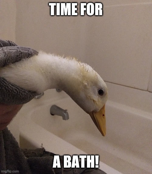 WATER TIME! | TIME FOR; A BATH! | image tagged in ducks,duck | made w/ Imgflip meme maker