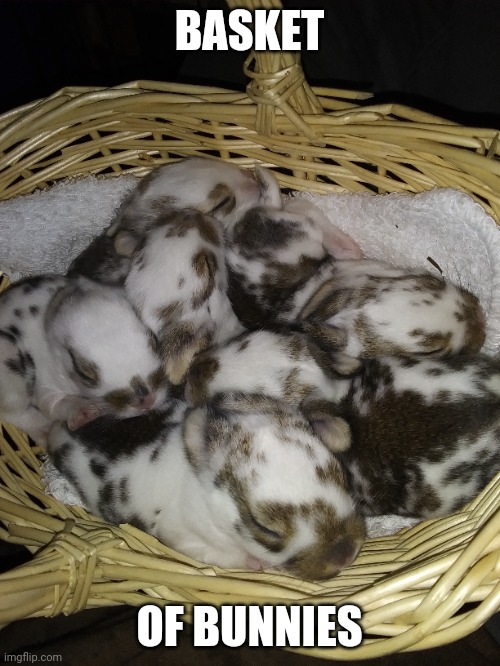 BABY BUNNIES IN A BASKET | BASKET; OF BUNNIES | image tagged in bunnies,bunny,aww | made w/ Imgflip meme maker