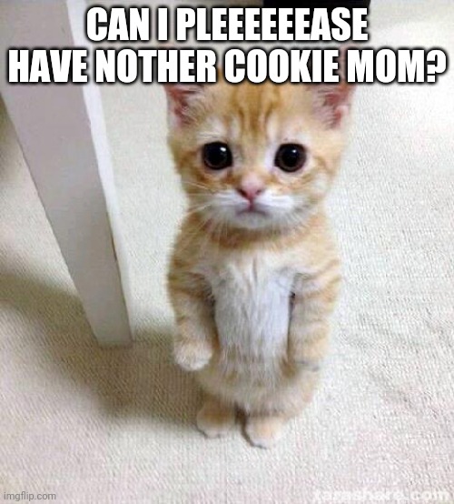 Me when I want another cookie but my mom says no;: | CAN I PLEEEEEEASE HAVE NOTHER COOKIE MOM? | image tagged in memes,cute cat,cookies,cookie,please | made w/ Imgflip meme maker