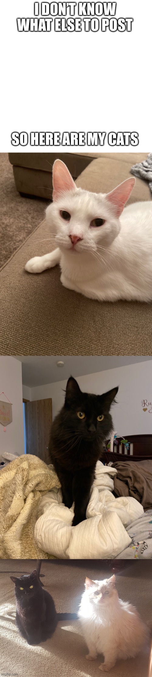 My cats | I DON’T KNOW WHAT ELSE TO POST; SO HERE ARE MY CATS | image tagged in memes,blank transparent square | made w/ Imgflip meme maker