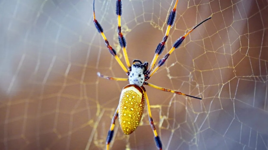 My favorite Bugsnak, the Banana spider. | image tagged in why did you disapprove | made w/ Imgflip meme maker