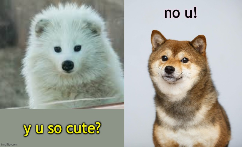 But only one is a dog. Amazing! | no u! y u so cute? | image tagged in tanuki doge,shiba inu,tanuki,dog,cute | made w/ Imgflip meme maker