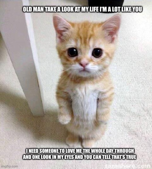 Cute Cat Meme |  OLD MAN TAKE A LOOK AT MY LIFE I’M A LOT LIKE YOU; I NEED SOMEONE TO LOVE ME THE WHOLE DAY THROUGH
AND ONE LOOK IN MY EYES AND YOU CAN TELL THAT’S TRUE | image tagged in memes,cute cat | made w/ Imgflip meme maker