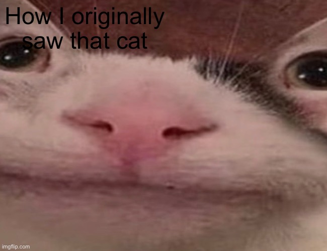 How I originally saw that cat | made w/ Imgflip meme maker