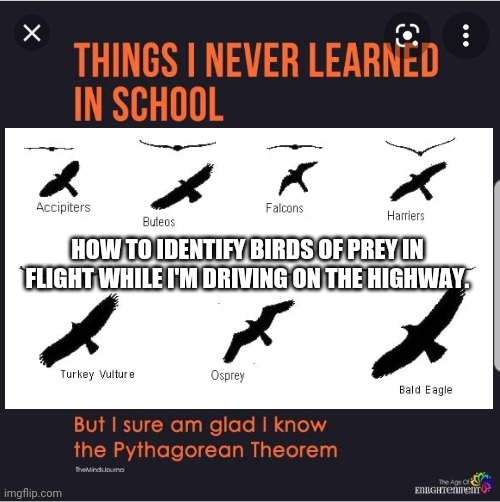 Things I never learned in school: birds of prey |  HOW TO IDENTIFY BIRDS OF PREY IN FLIGHT WHILE I'M DRIVING ON THE HIGHWAY. | image tagged in birds,bird,school | made w/ Imgflip meme maker