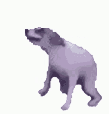 Dancing Dog GIF Blank Meme Template