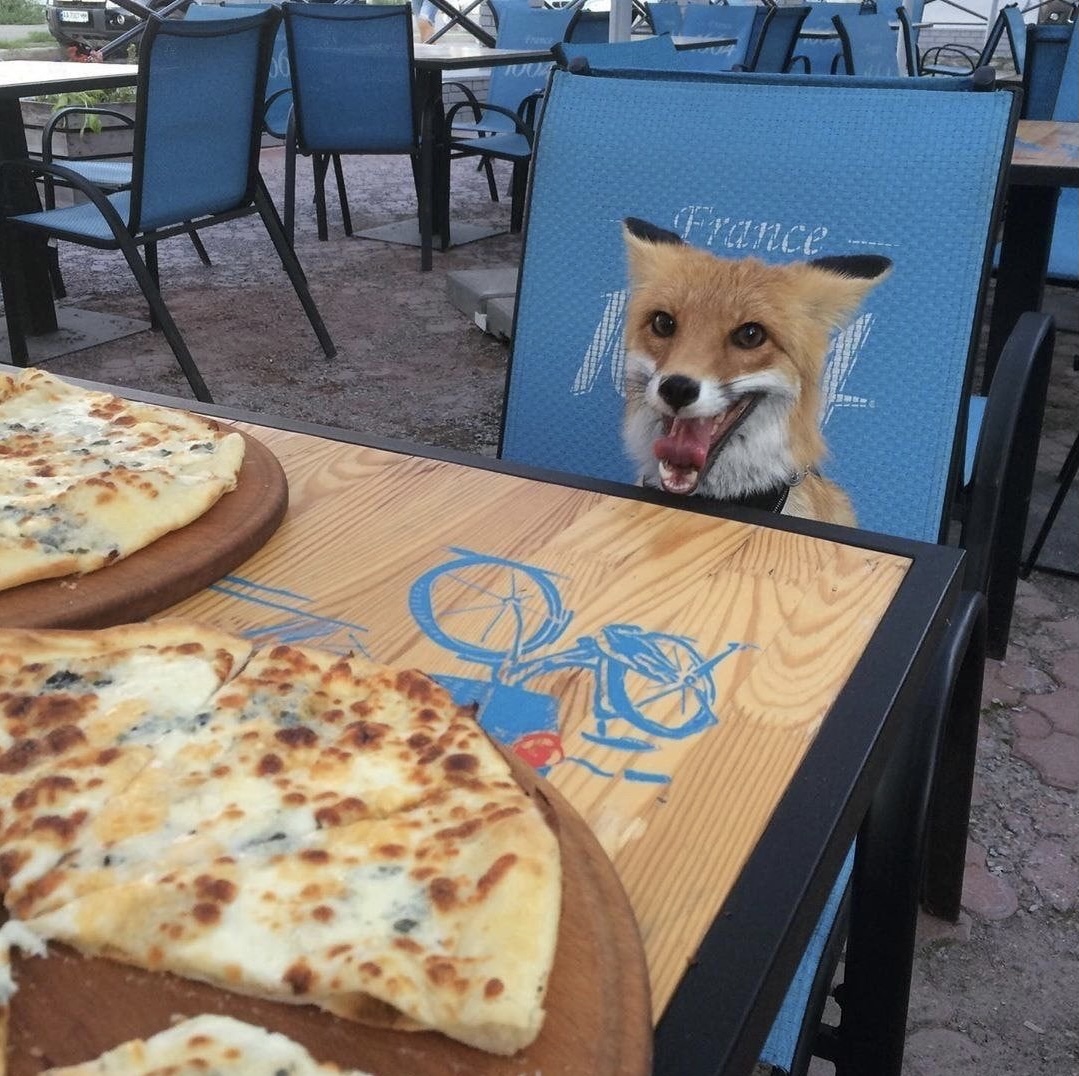 Fox at table with pizza Blank Meme Template