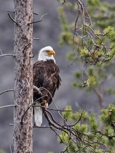 eagle Blank Meme Template