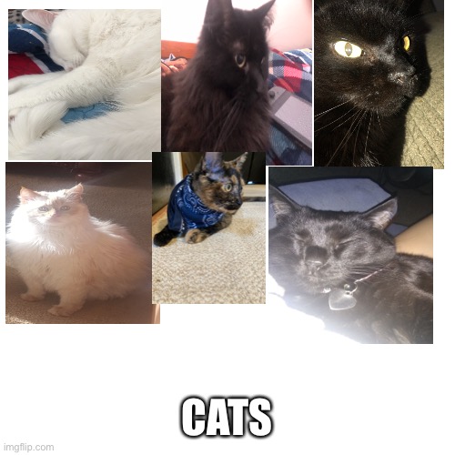 Some cats | CATS | image tagged in memes,blank transparent square,cats,cute cat | made w/ Imgflip meme maker