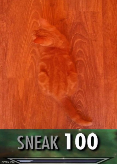 He hides and never be found | image tagged in funny cat memes,funny,hide and seek | made w/ Imgflip meme maker