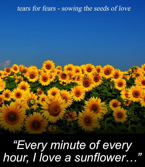 “Every minute of every hour, I love a sunflower…” | made w/ Imgflip meme maker