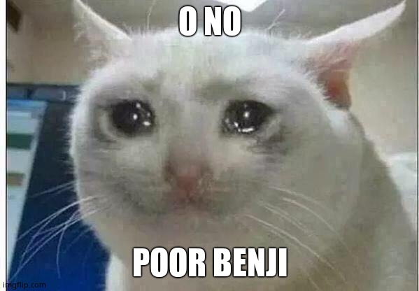 crying cat | O NO POOR BENJI | image tagged in crying cat | made w/ Imgflip meme maker