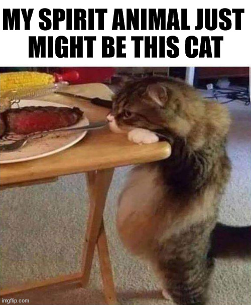 MY SPIRIT ANIMAL JUST 
MIGHT BE THIS CAT | image tagged in cats | made w/ Imgflip meme maker