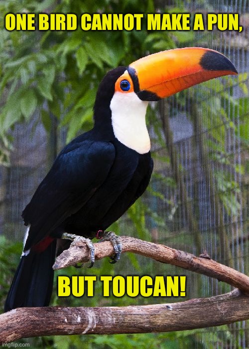 Toucan | ONE BIRD CANNOT MAKE A PUN, BUT TOUCAN! | image tagged in toucan | made w/ Imgflip meme maker