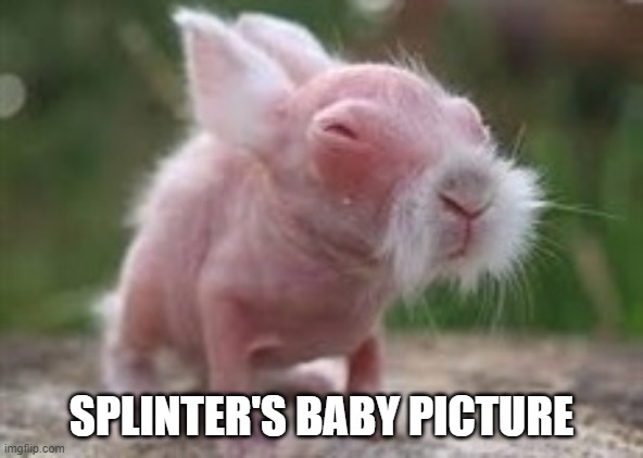Wise Wombat | SPLINTER'S BABY PICTURE | image tagged in wise wombat | made w/ Imgflip meme maker