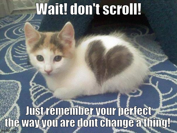 I love you! | Wait! don't scroll! Just remember your perfect the way you are dont change a thing! | image tagged in cute cat heart | made w/ Imgflip meme maker