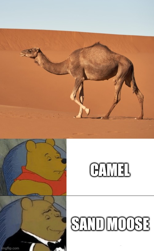 CAMEL; SAND MOOSE | image tagged in memes,tuxedo winnie the pooh | made w/ Imgflip meme maker