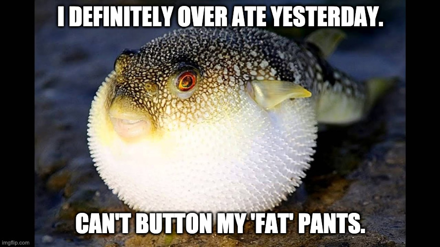 Puffer Fish | I DEFINITELY OVER ATE YESTERDAY. CAN'T BUTTON MY 'FAT' PANTS. | image tagged in puffer fish | made w/ Imgflip meme maker