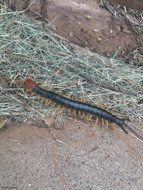 Giant Redhead Centipede | image tagged in centipede,real photo | made w/ Imgflip meme maker