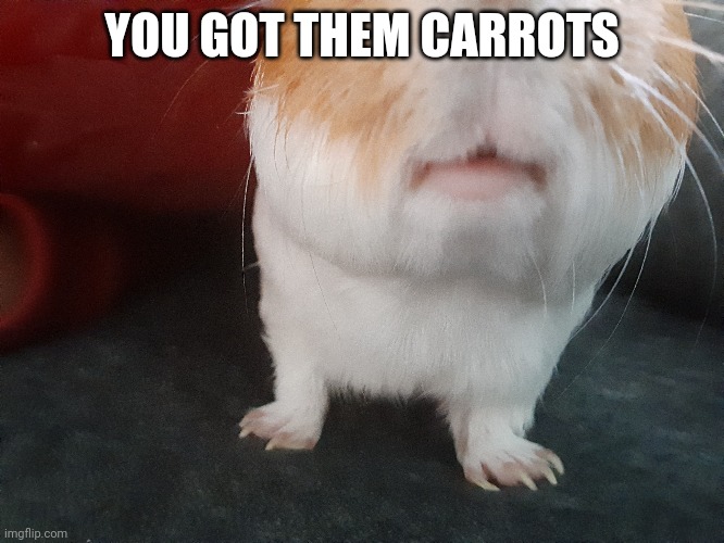 Funny little guinea pig | YOU GOT THEM CARROTS | image tagged in guinea pig | made w/ Imgflip meme maker