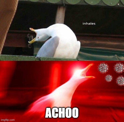 covid seagull | ACHOO | image tagged in inhaling seagull,covid-19,meme | made w/ Imgflip meme maker