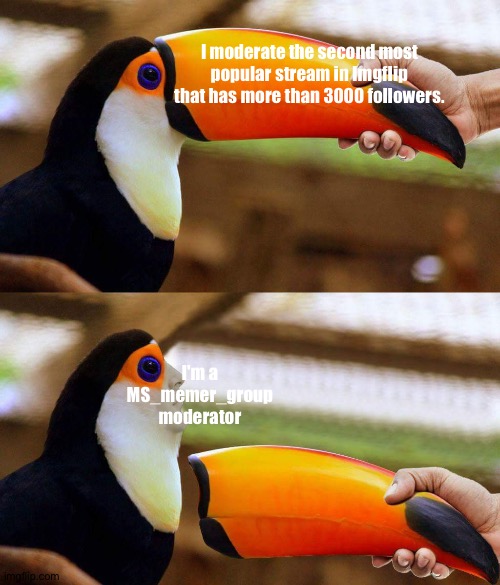 Toucan Beak | I moderate the second most popular stream in Imgflip that has more than 3000 followers. I'm a MS_memer_group moderator | image tagged in toucan beak | made w/ Imgflip meme maker