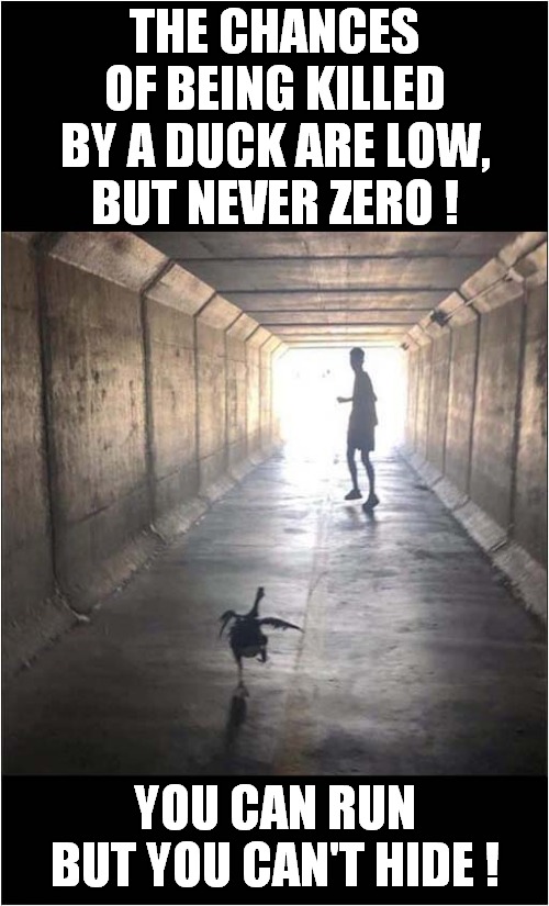 Run Away ! |  THE CHANCES OF BEING KILLED BY A DUCK ARE LOW,
BUT NEVER ZERO ! YOU CAN RUN
BUT YOU CAN'T HIDE ! | image tagged in fun,duck,chance | made w/ Imgflip meme maker