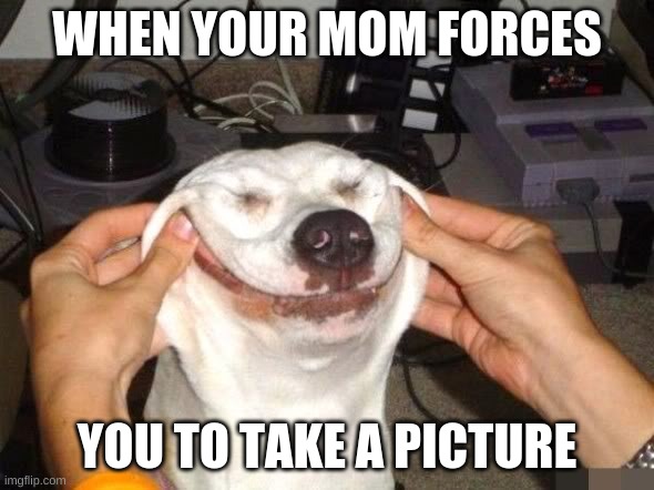 ur mom | WHEN YOUR MOM FORCES; YOU TO TAKE A PICTURE | image tagged in funny dog | made w/ Imgflip meme maker