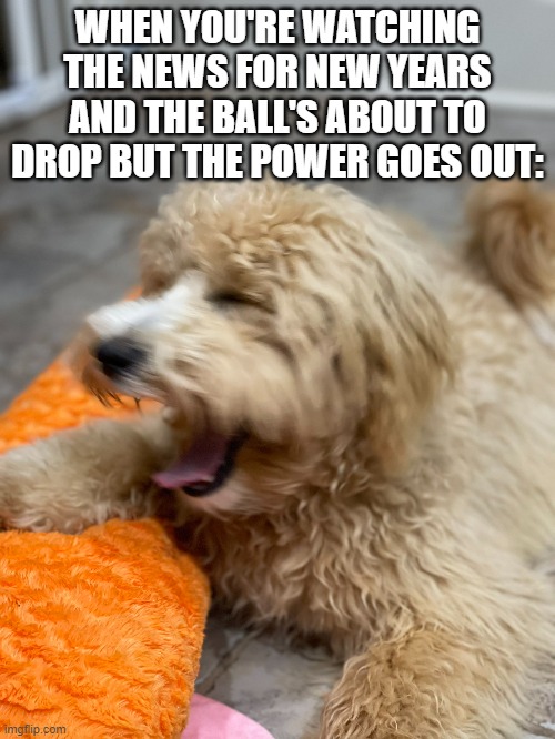 This is angie thomas's dog | WHEN YOU'RE WATCHING THE NEWS FOR NEW YEARS AND THE BALL'S ABOUT TO DROP BUT THE POWER GOES OUT: | image tagged in dog,oh wow are you actually reading these tags | made w/ Imgflip meme maker