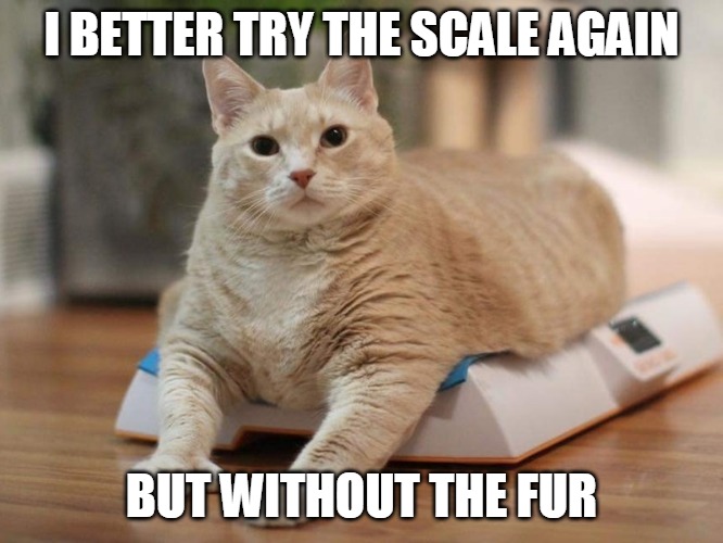 I BETTER TRY THE SCALE AGAIN; BUT WITHOUT THE FUR | image tagged in memes,cat,cats,weight gain,weight,scale,Catmemes | made w/ Imgflip meme maker