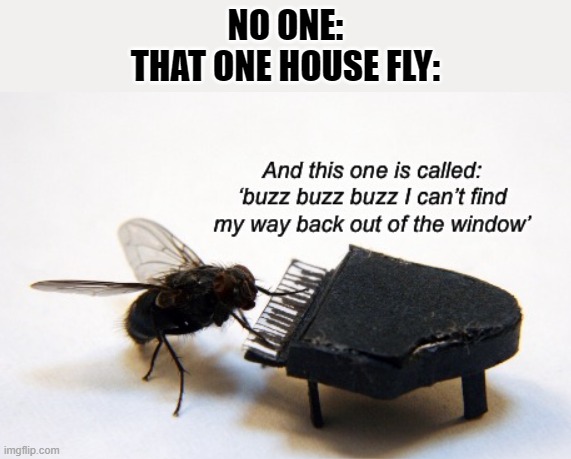 NO ONE:
THAT ONE HOUSE FLY: | made w/ Imgflip meme maker