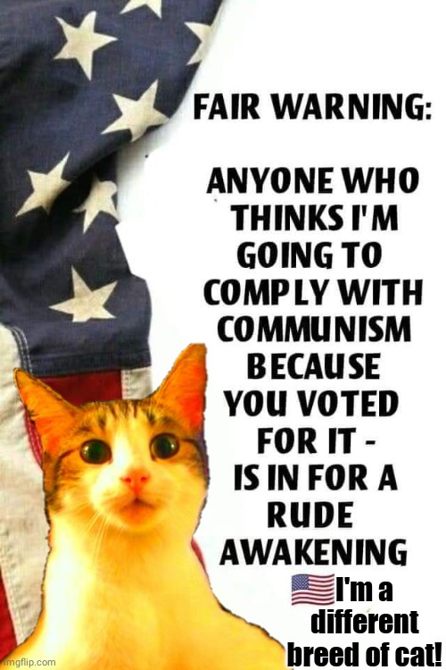 Patriot cat | I'm a different breed of cat! | image tagged in cat | made w/ Imgflip meme maker