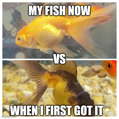 I don't know why this happened | MY FISH NOW; VS; WHEN I FIRST GOT IT | image tagged in fish | made w/ Imgflip meme maker