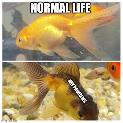 Problem fish | NORMAL LIFE; ANY PROBLEMS | image tagged in fish | made w/ Imgflip meme maker