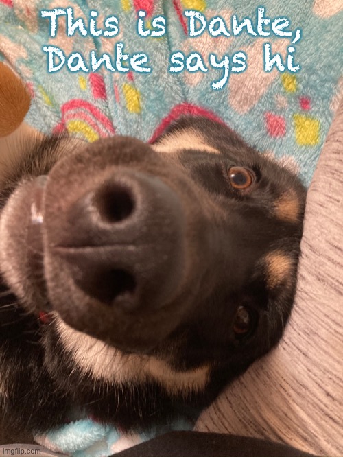 This is Dante, Dante says hi | made w/ Imgflip meme maker