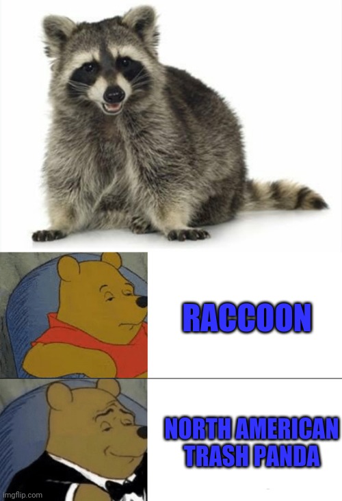 RACCOON; NORTH AMERICAN TRASH PANDA | image tagged in memes,tuxedo winnie the pooh | made w/ Imgflip meme maker