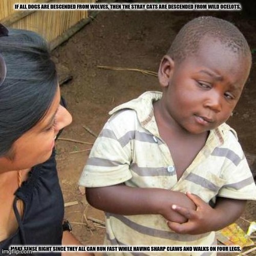 Third World Skeptical Kid | IF ALL DOGS ARE DESCENDED FROM WOLVES, THEN THE STRAY CATS ARE DESCENDED FROM WILD OCELOTS. MAKE SENSE RIGHT SINCE THEY ALL CAN RUN FAST WHILE HAVING SHARP CLAWS AND WALKS ON FOUR LEGS. | image tagged in memes,third world skeptical kid,fact | made w/ Imgflip meme maker