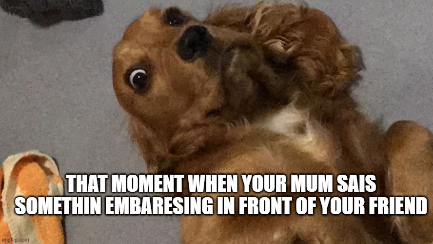 Suprised Dog | THAT MOMENT WHEN YOUR MUM SAIS SOMETHIN EMBARESING IN FRONT OF YOUR FRIEND | image tagged in suprised dog | made w/ Imgflip meme maker